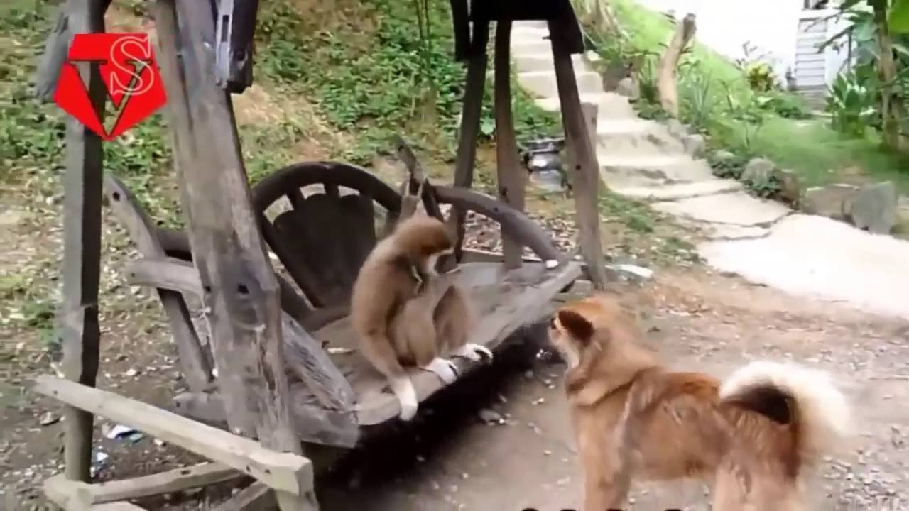 Chú khỉ chọc chó láu cá nhất năm