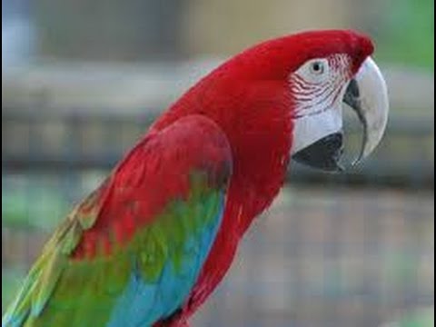 Phản ứng của vẹt khi bị chủ phá lồng