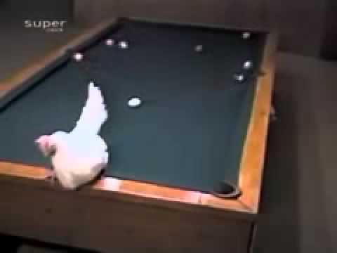 Gà chơi billard
