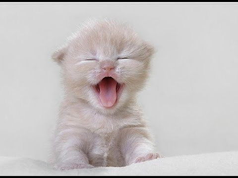 Những chú mèo hài hước