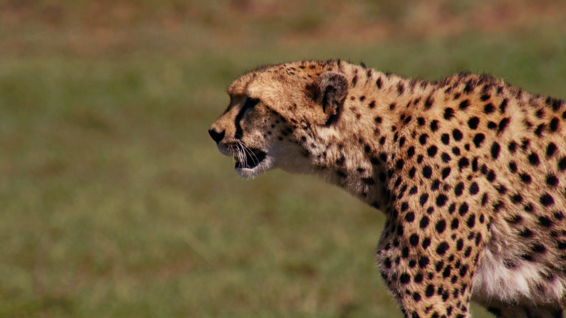 Cheetah chases wildebeest | The Hunt - BBC One