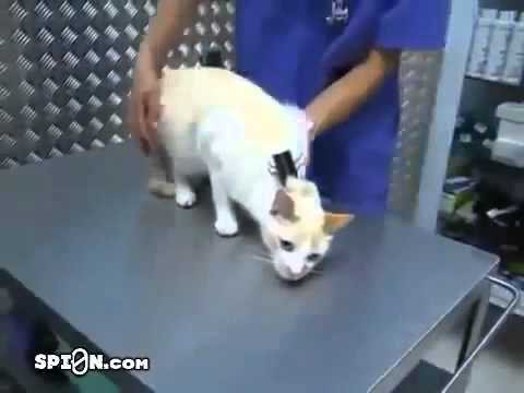 Cách điểm huyệt mèo 