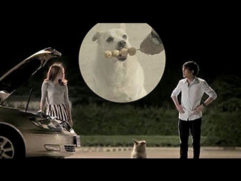 Chú chó trả ơn người cứu đói