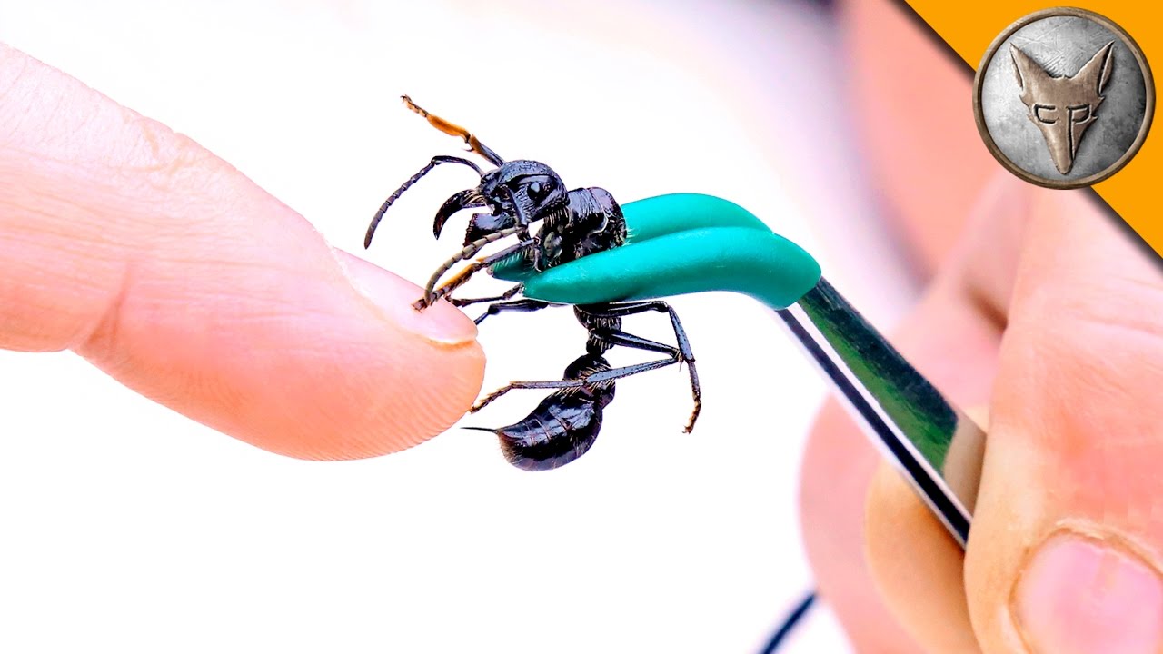 Peterson "trải nghiệm" vết đốt đau như trúng đạn của bullet ant 