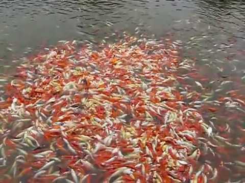 Đàn cá lớn nhất thế giới 