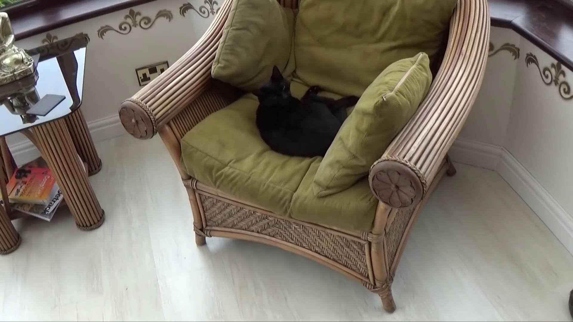 Cách dạy mèo đầy đau đớn 