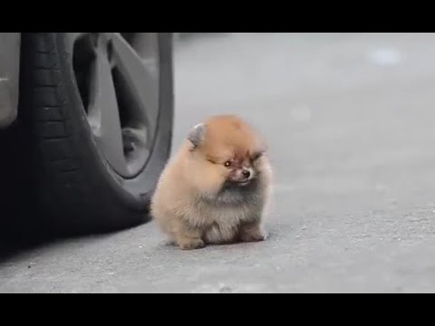 Chú chó chân ngắn siêu cute