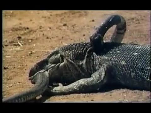 Komodo quật chết hổ mang chúa trong nháy mắt