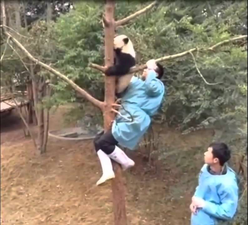 "Bé"  Gấu Trúc đáng yêu lì lợm trên cây