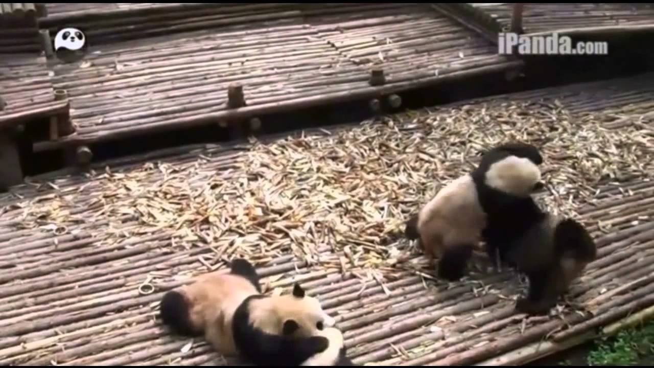 Những vụ ẩu đả siêu ngộ nghĩnh của gấu trúc