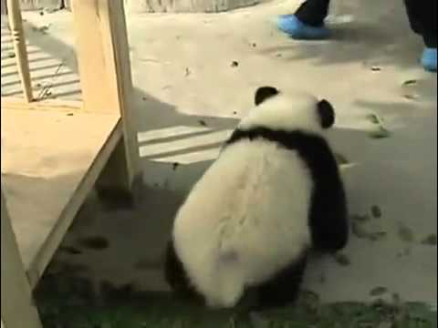 Khi gấu trúc chơi cầu trượt 