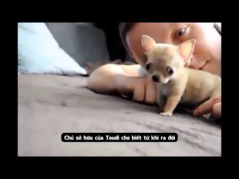 Chú chó Chihuahua nhỏ nhất thế giới
