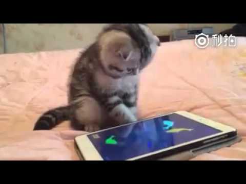 Mèo bắt cá trên ipad