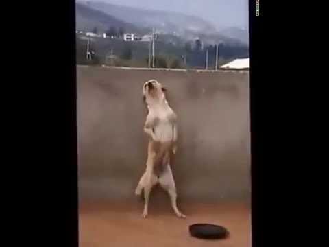 Chú chó nhảy nhót không thua dancer chuyên nghiệp
