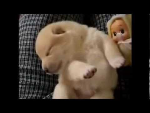 Khi những chú chó ngủ mơ 