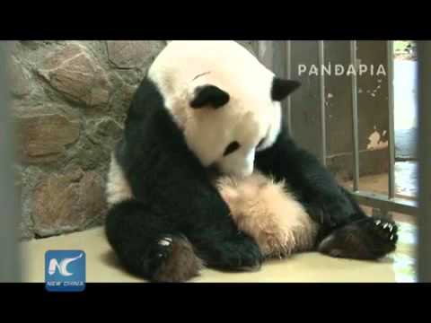 Cận cảnh gấu trúc sinh con