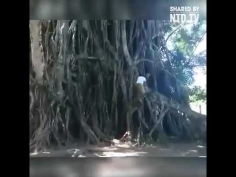 Cụ ông 80 tuổi với màn leo cây bá đạo