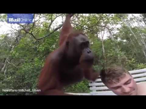 Đười ươi tát vào mặt du khách vì đòi selfie chung