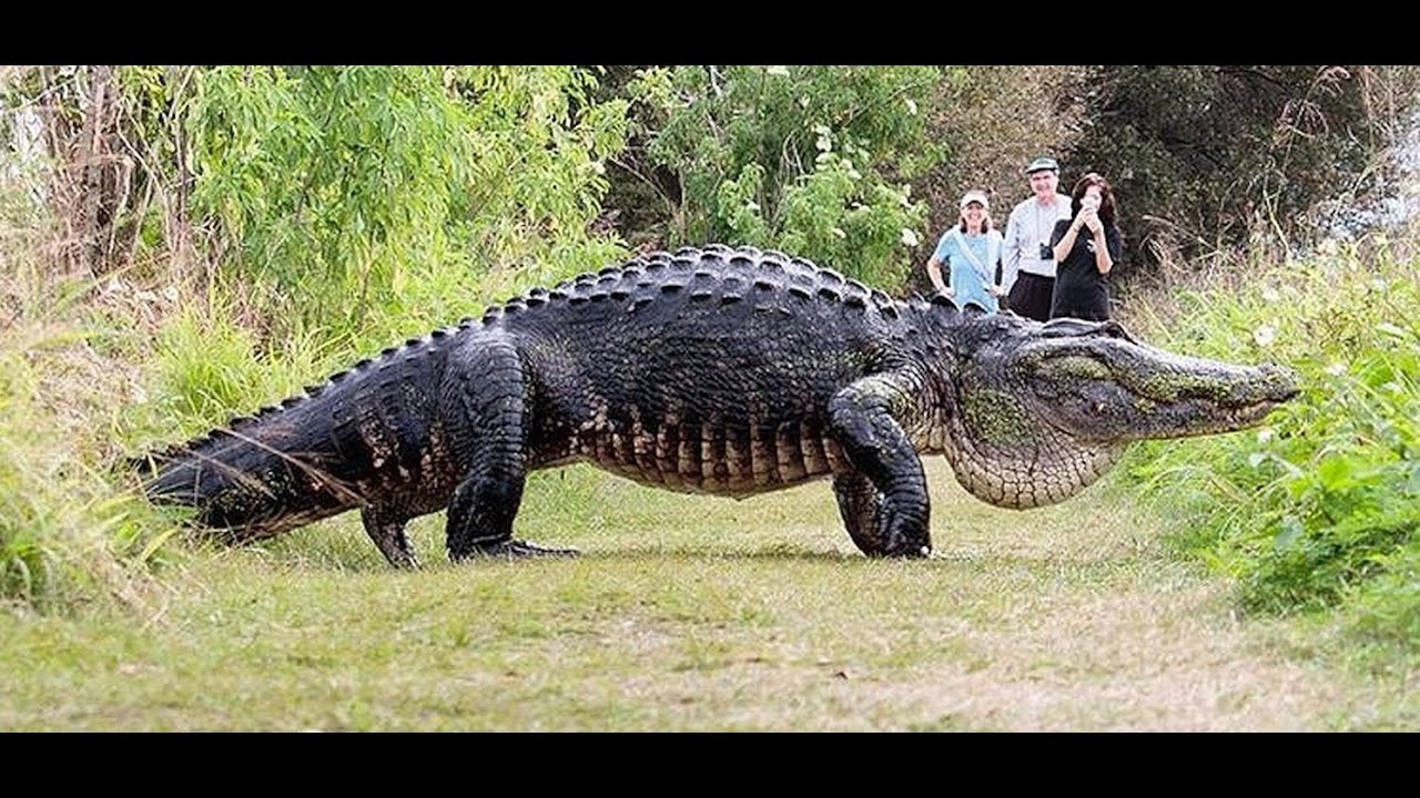 Cá sấu khổng lồ 'to như khủng long' thản nhiên băng qua đường
