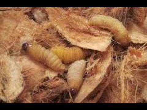 Bắt hàng chục con đuông trong gốc dừa