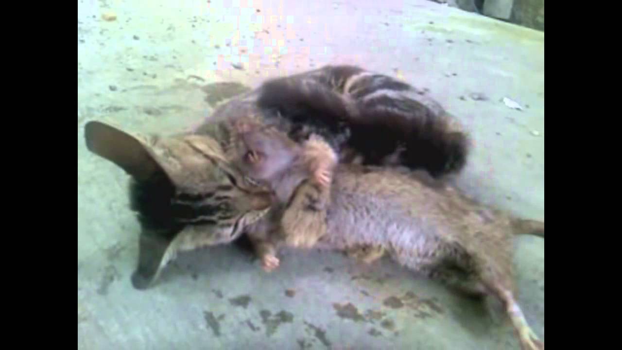 Mèo đánh nhau với chuột khổng lồ