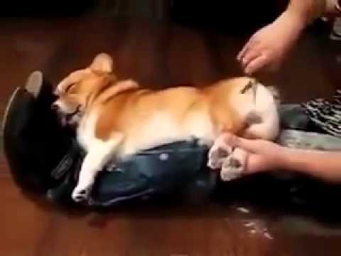 Cười vỡ bụng với phản ứng của chú chó khi phát hiện bị cắt lông mông