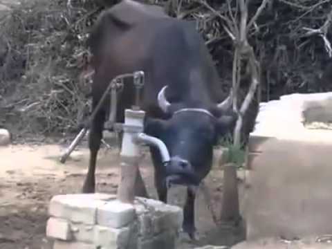Đừng nói ngu như trâu bò nữa nhé!