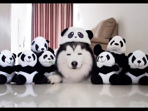 Thách bạn nhịn được cười với động vật hài hước - Try not to laugh 2018