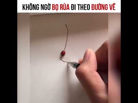 Không ngờ bọ rùa đi theo đường vẽ