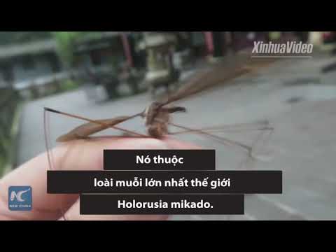 Muỗi to bằng bàn tay gây tranh cãi trong giới nghiên cứu