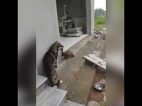 Khi 'siêu khuyển' cũng phải chịu thua trước 'thần kê'