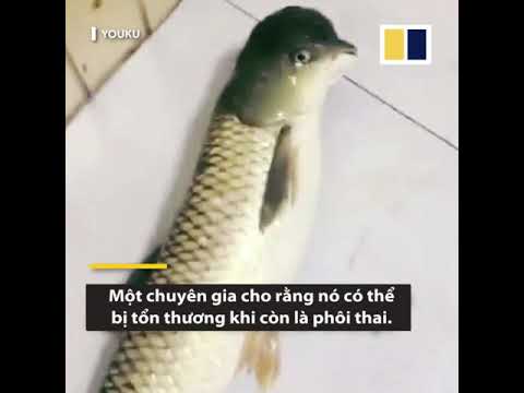 Cá đầu chim gây sốt mạng xã hội ở Trung Quốc