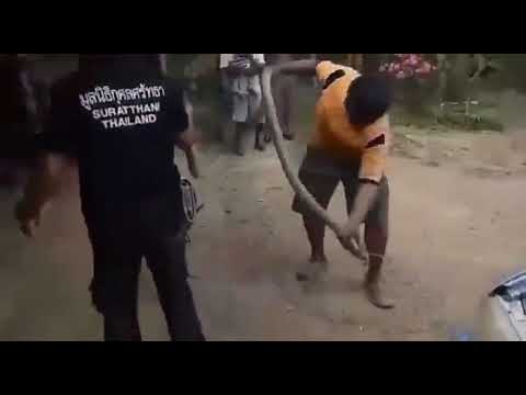 Kinh hãi phát hiện rắn hổ mang dài hơn 4 mét ẩn nấp dưới nắp capo ô tô