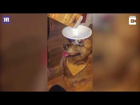 Clip: Chó thông minh phục vụ cô chủ bữa sáng cực yêu