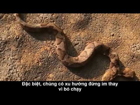 Cận cảnh rắn 2 đầu có hình thù quái dị như sinh vật ngoài hành tinh