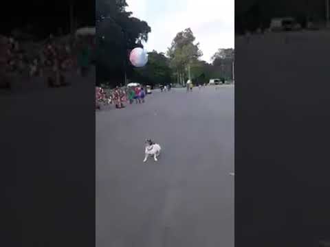 Đỉnh cao của bóng chuyền chính là đây