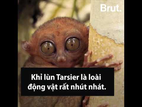 Loài thú trên cạn có đôi mắt lớn nhất