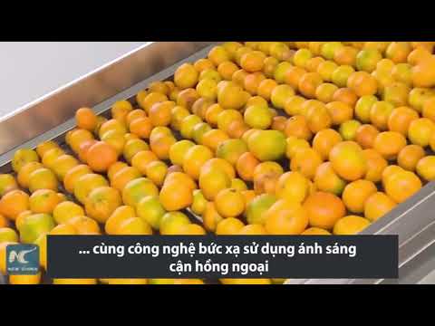 Dây chuyền tự động phân loại cam sau thu hoạch