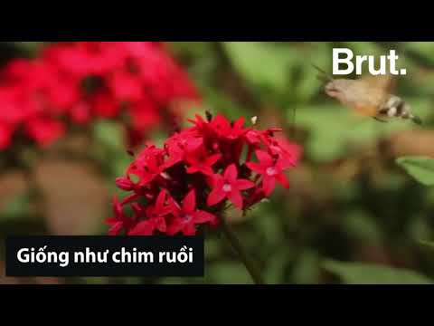Bướm đêm tiến hóa để trở thành bản sao của chim ruồi
