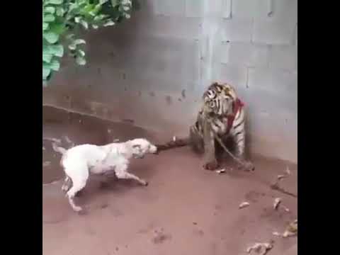 Hung hăng dọa nạt hổ, chó nhà lĩnh cái kết đắng