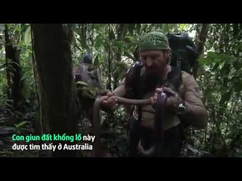 Loài giun đất 'kinh dị' dài tới 2m