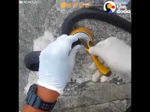 Bật cười trước những động vật lỡ dại kẹt đầu và phải đi tìm con người cứu