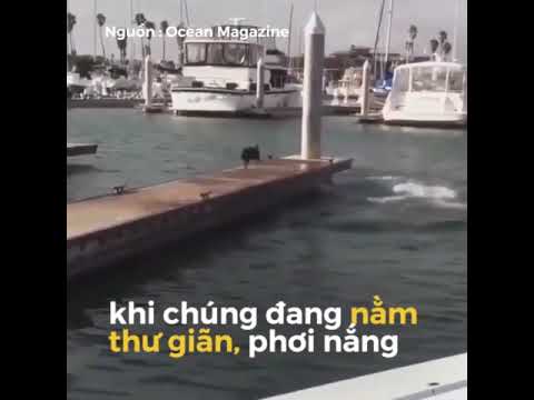 Chú chó thích thú đuổi sư tử biển rơi xuống nước