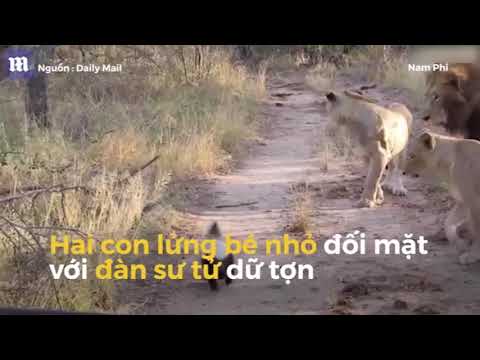 Lửng bé nhỏ đối đầu 3 con sư tử