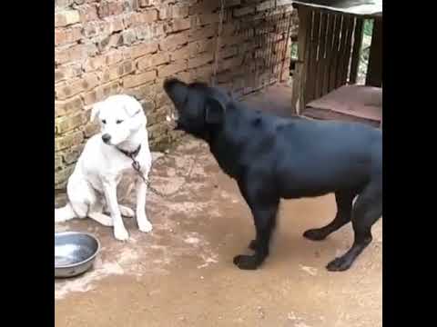 Đỉnh cao của sự khinh bỉ là im lặng!