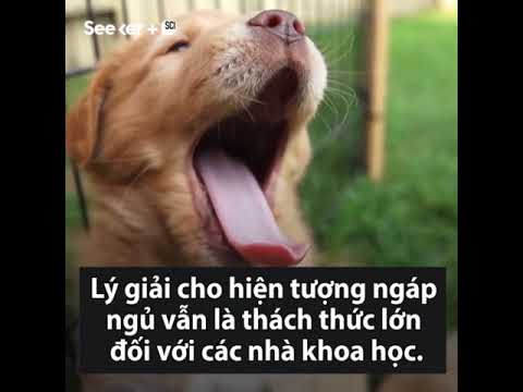 Lý do động vật cũng ngáp ngủ như con người