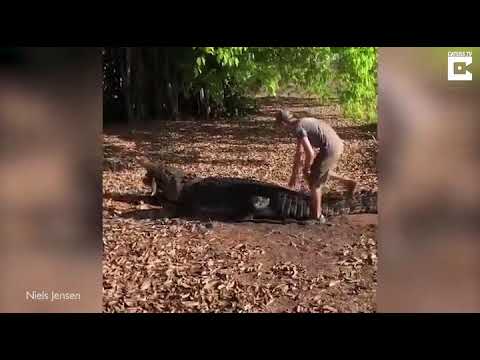 Thanh niên liều mạng ngồi trên lưng cá sấu để chụp ảnh