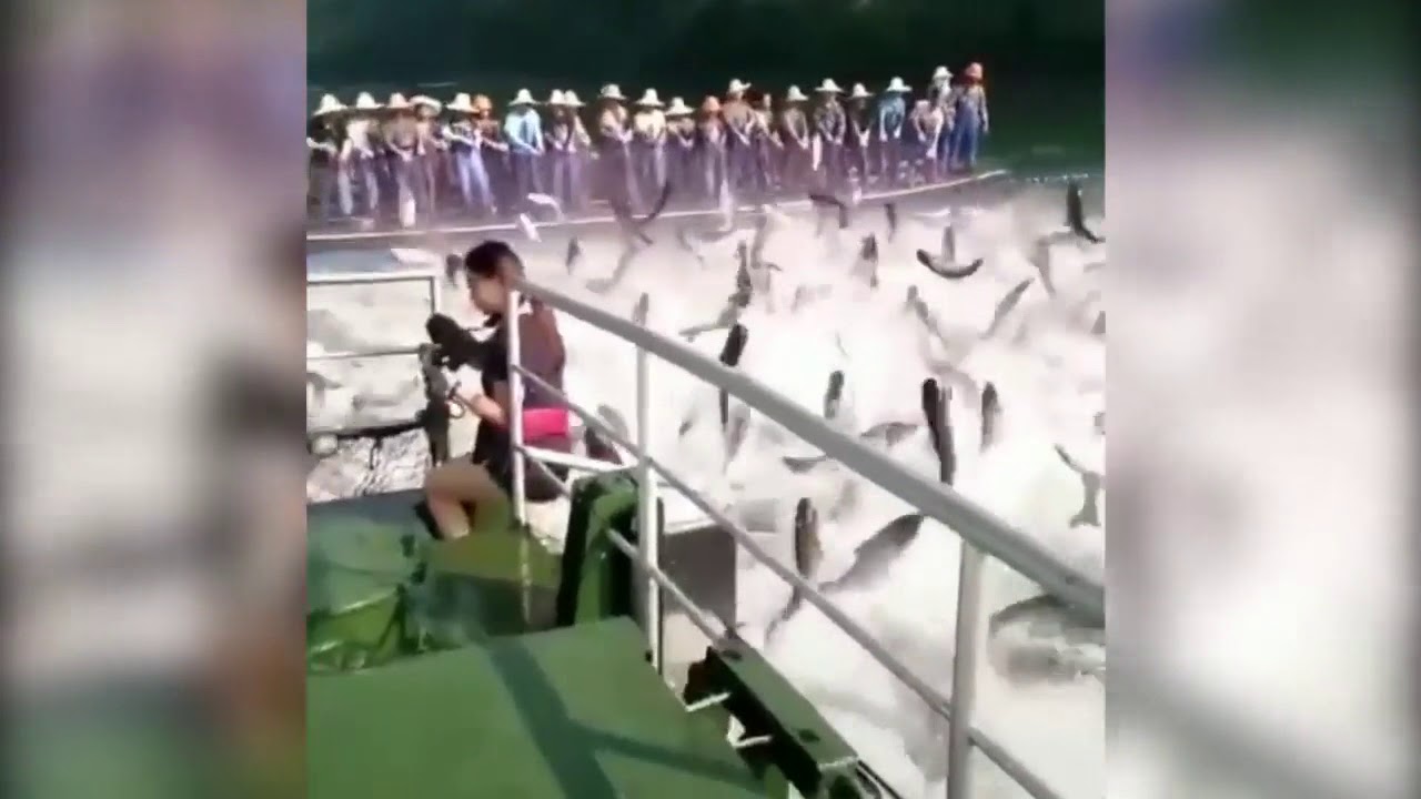 Hàng trăm con cá nhảy khỏi mặt nước khiến người xem thích thú