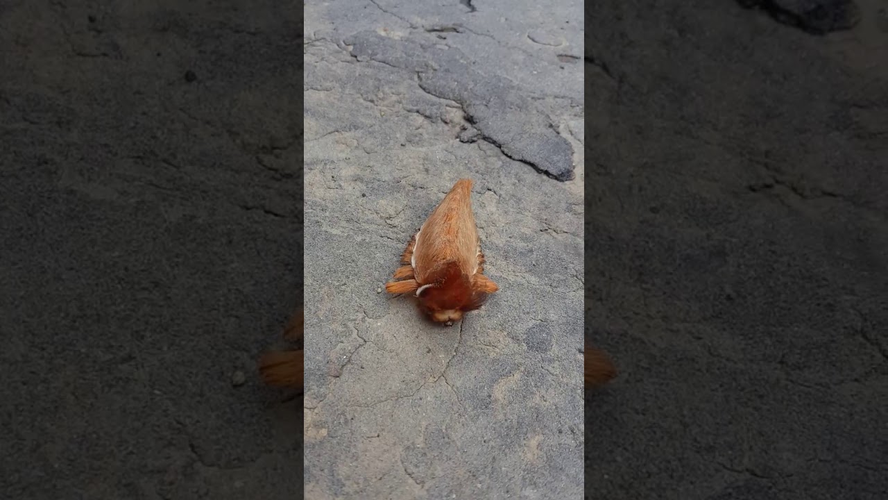 Sâu chó siêu cute