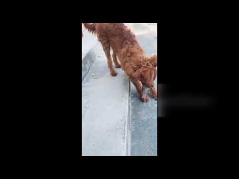 Chim giả chết lừa chó một vố!